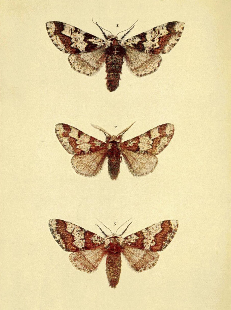 Plate 127