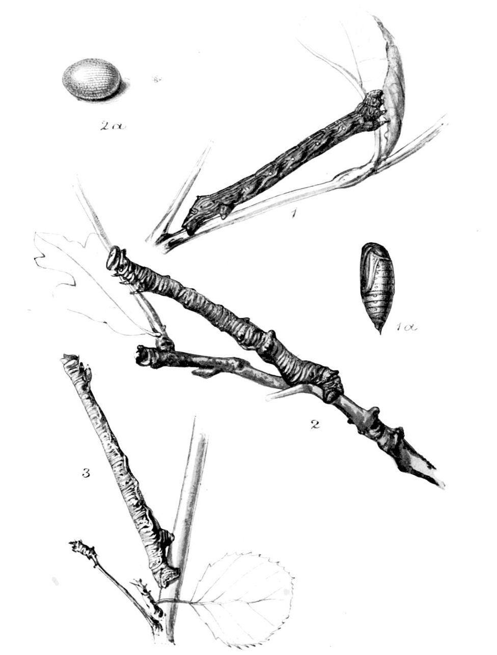 Plate 128