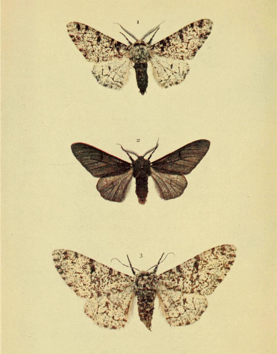 Plate 129