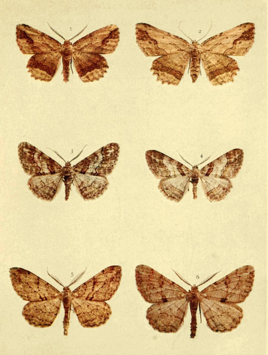 Plate 130