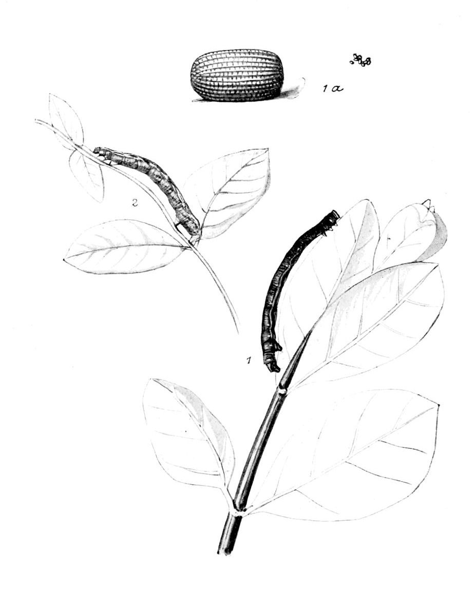 Plate 131
