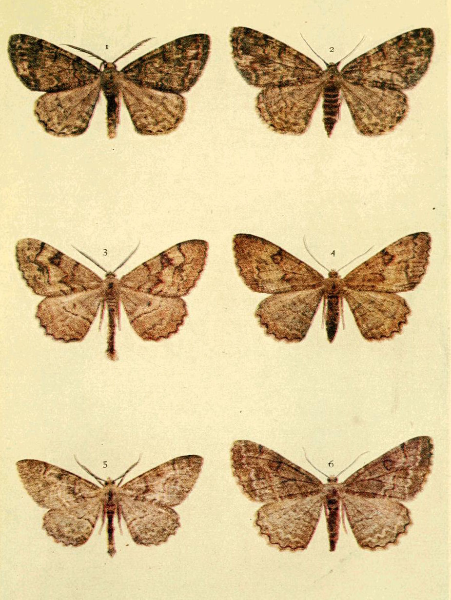 Plate 132