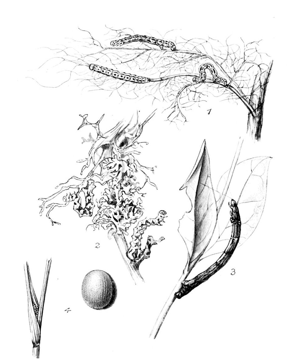 Plate 133