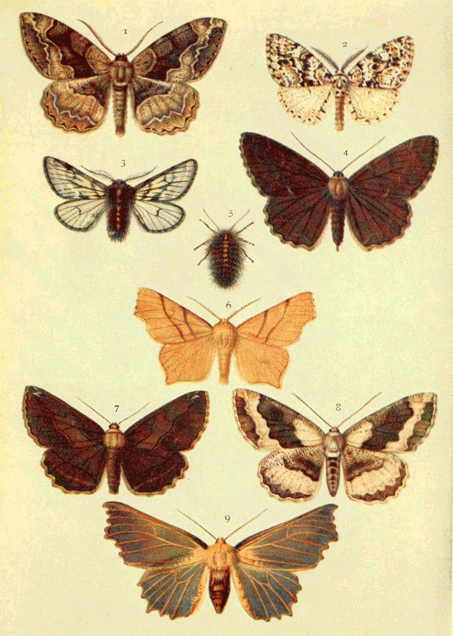 Plate 134