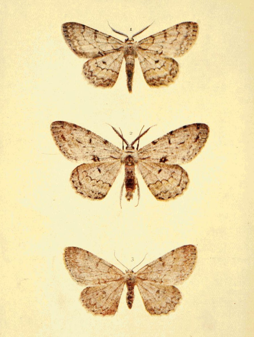 Plate 135