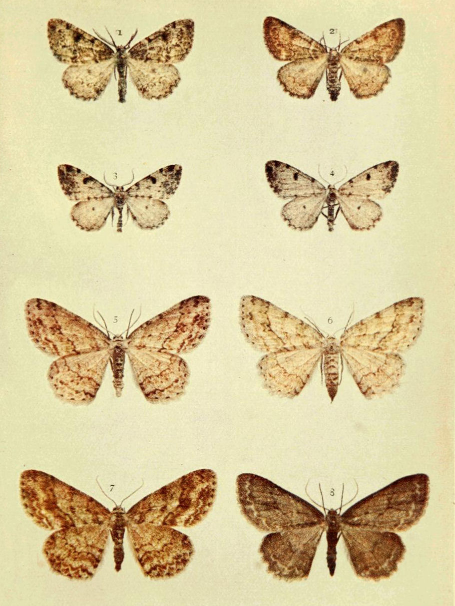 Plate 136