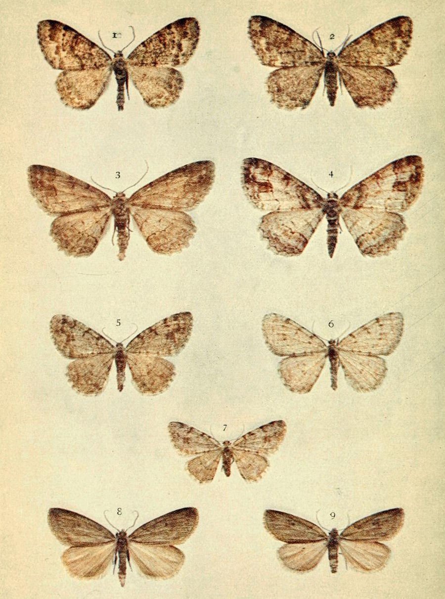 Plate 137