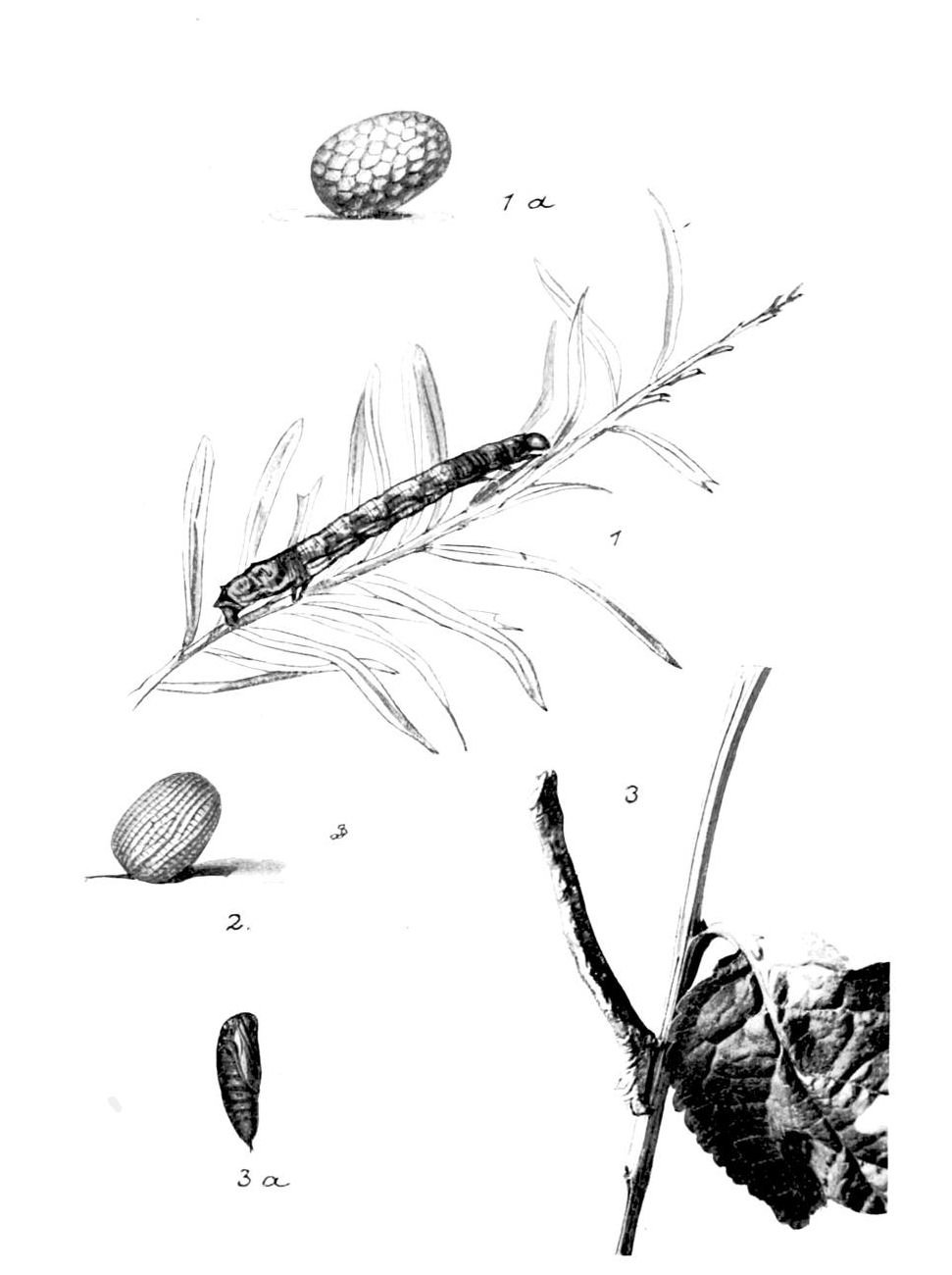 Plate 138