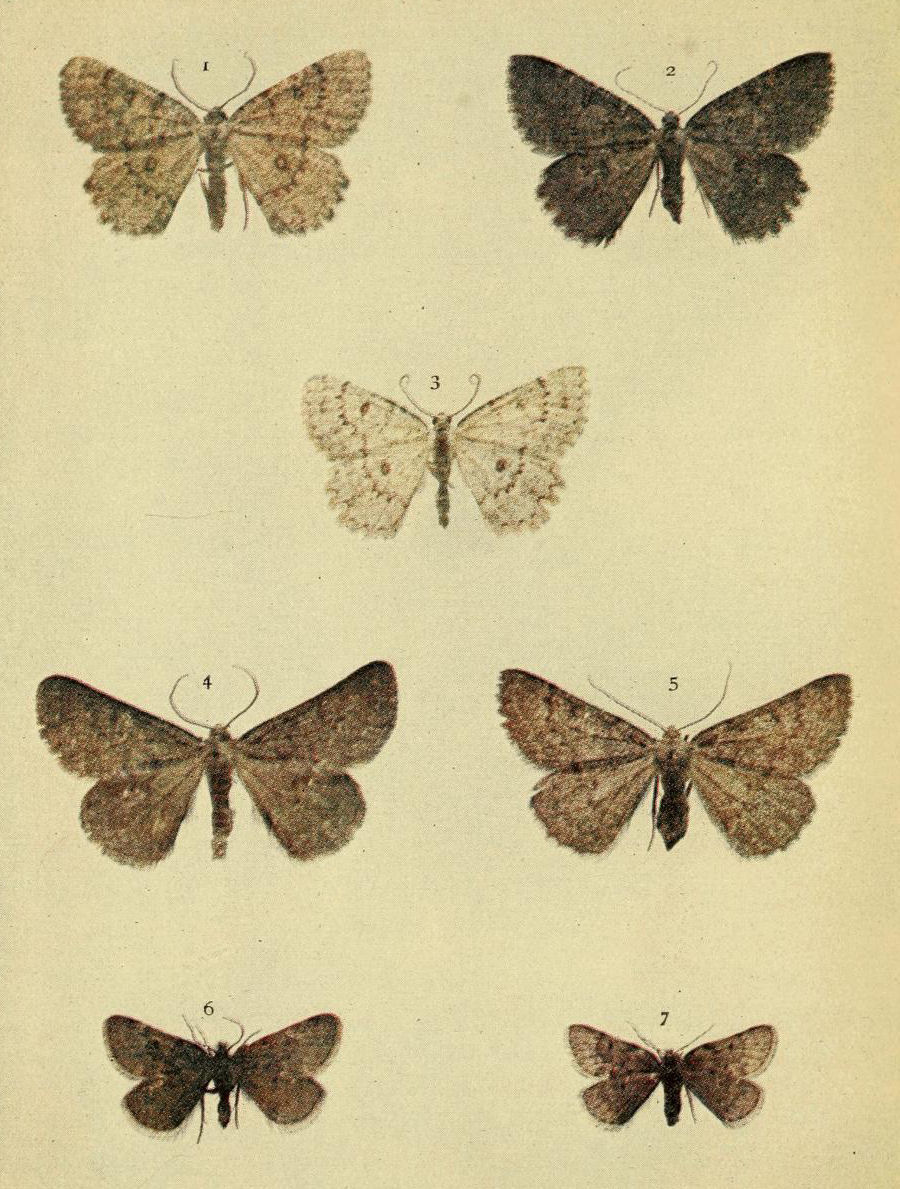 Plate 139