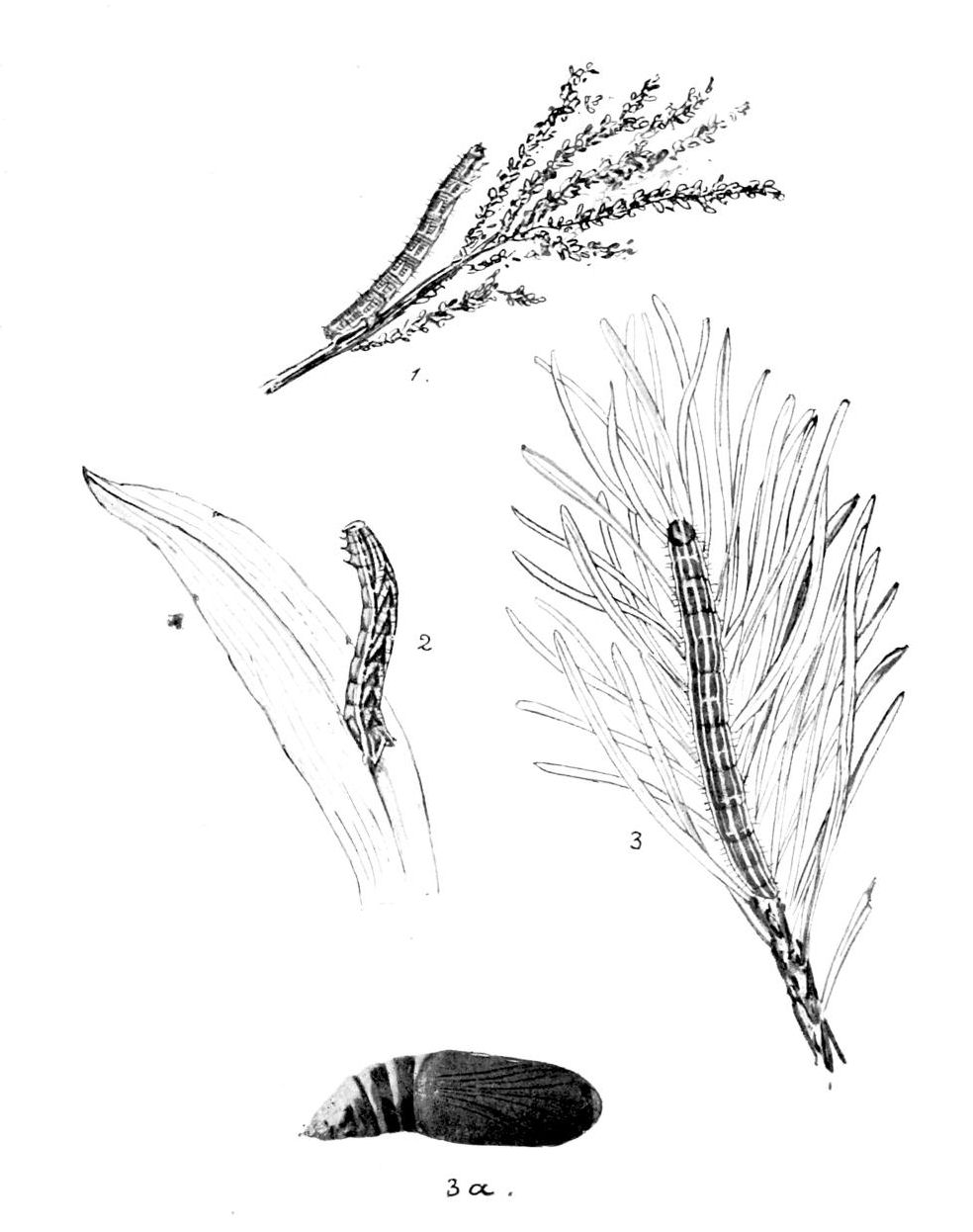 Plate 140
