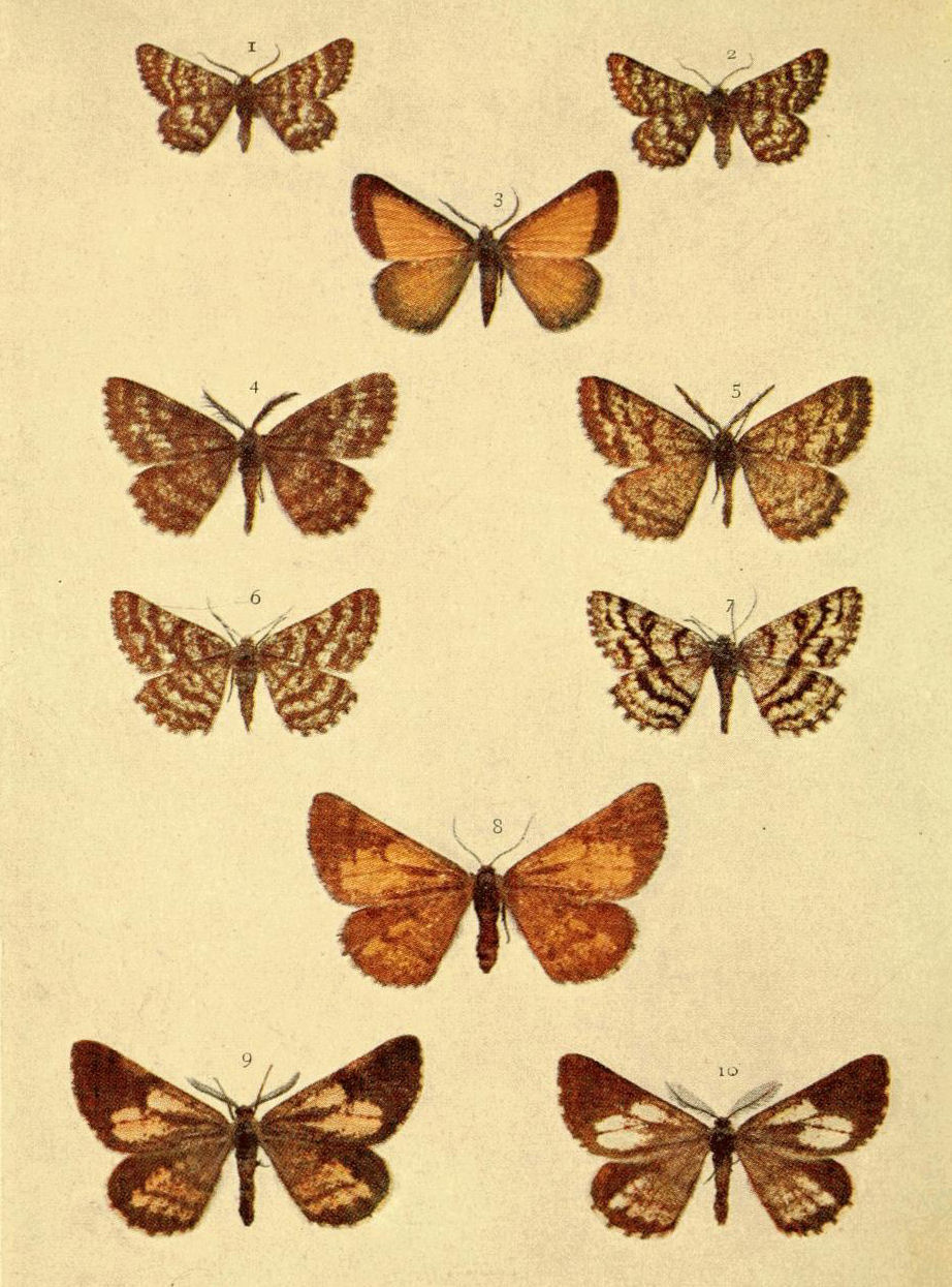 Plate 141