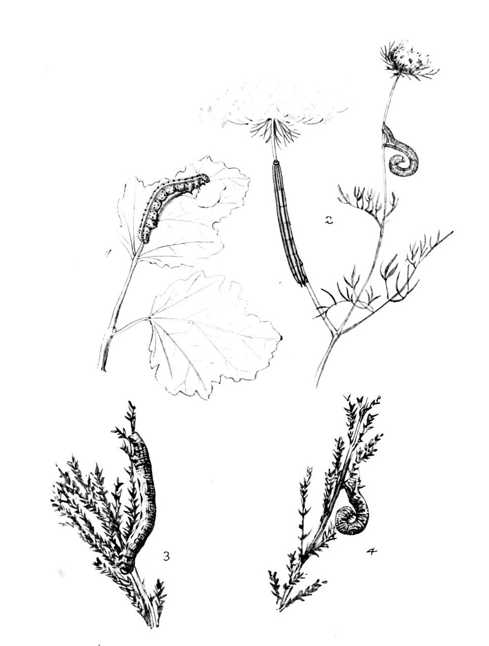 Plate 142