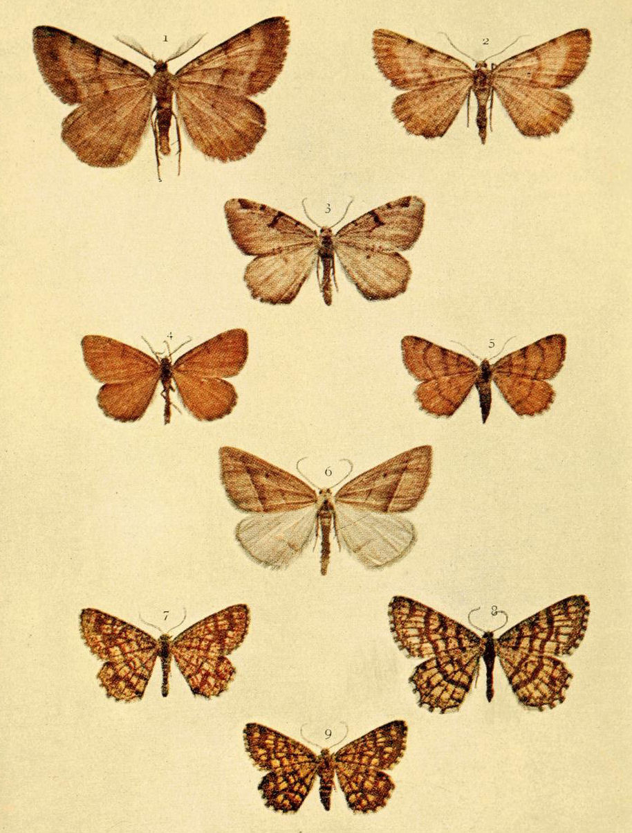 Plate 143