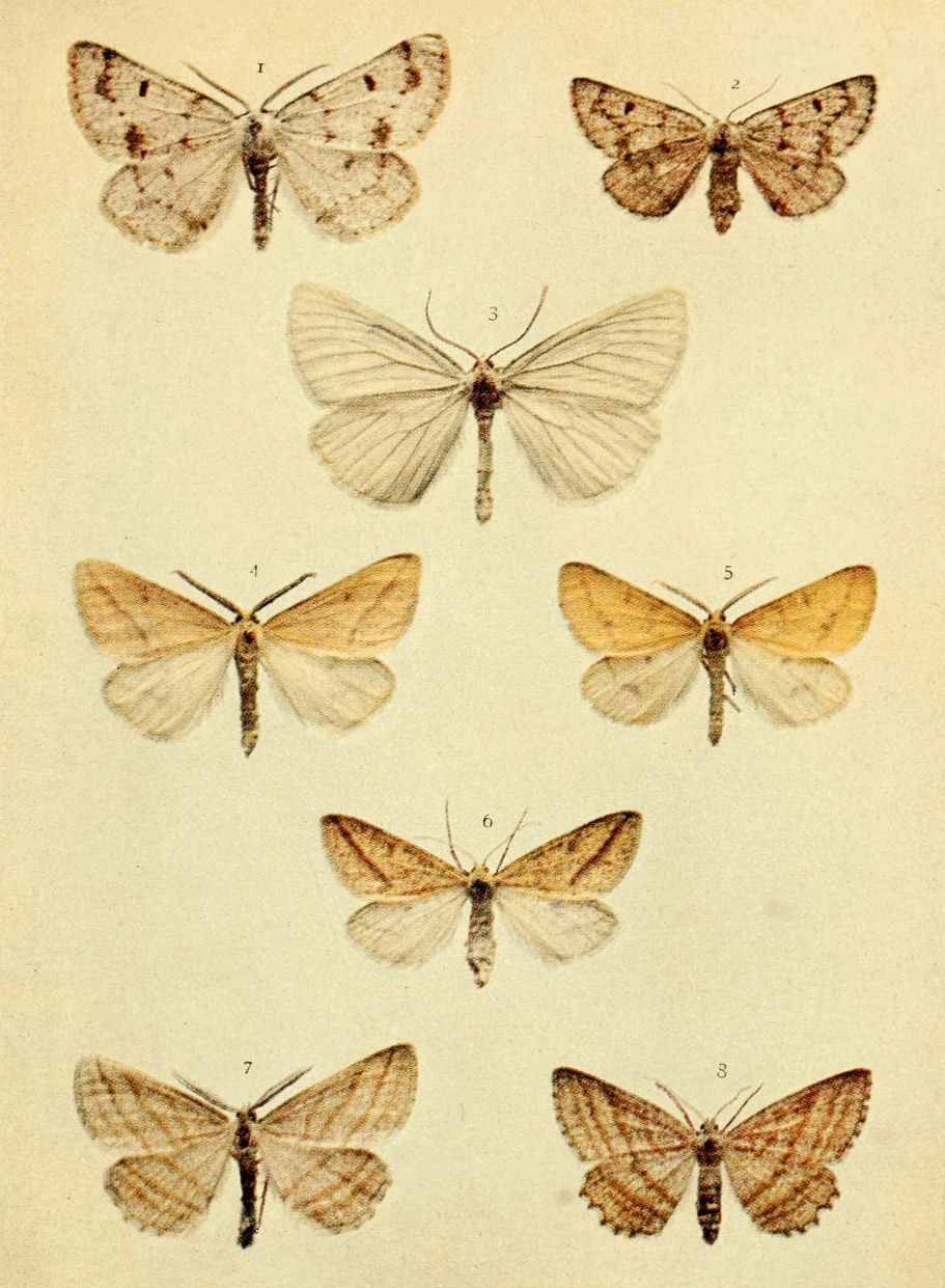 Plate 144