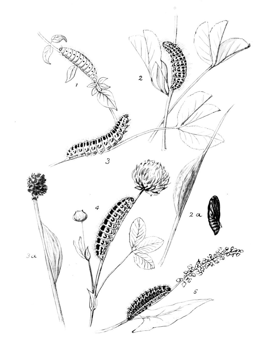Plate 145