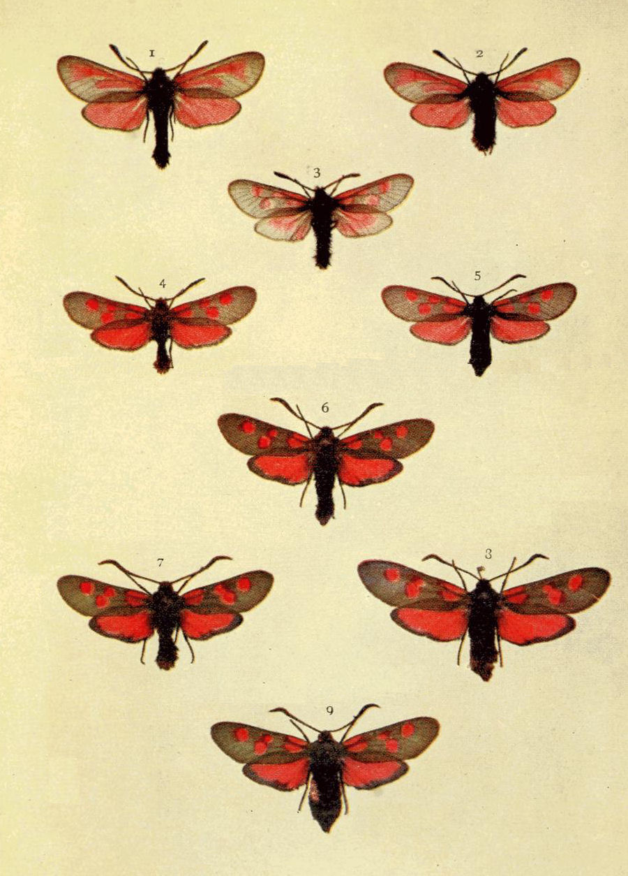 Plate 146