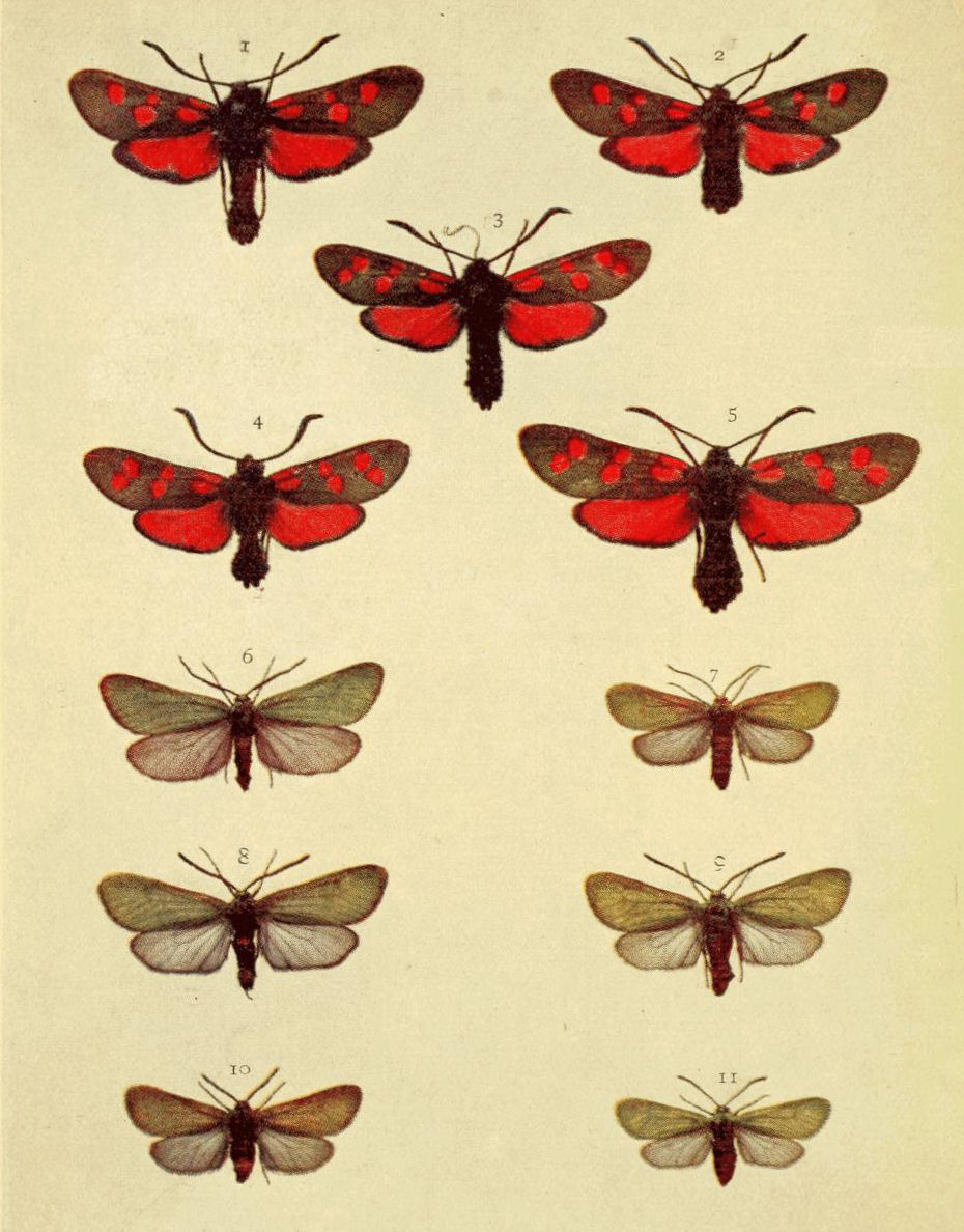 Plate 147
