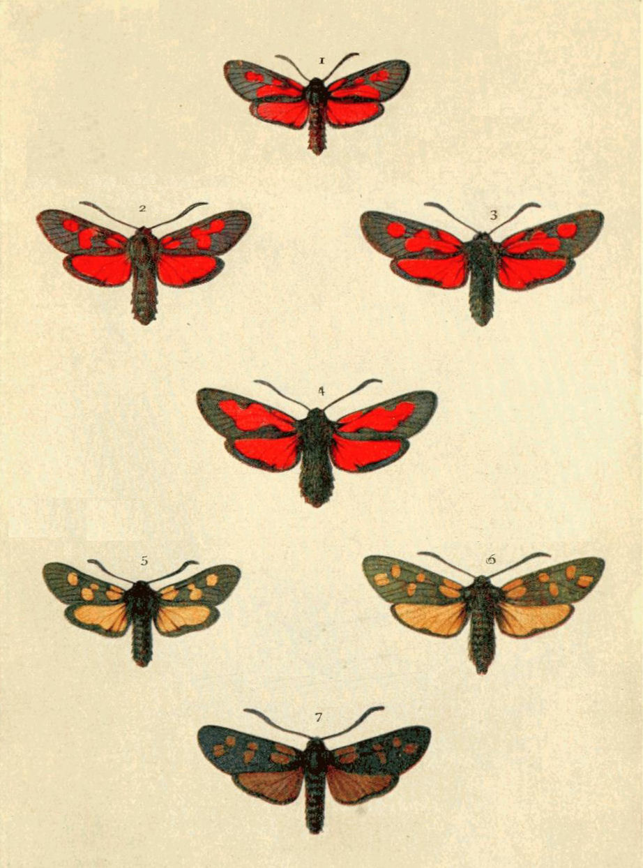 Plate 148