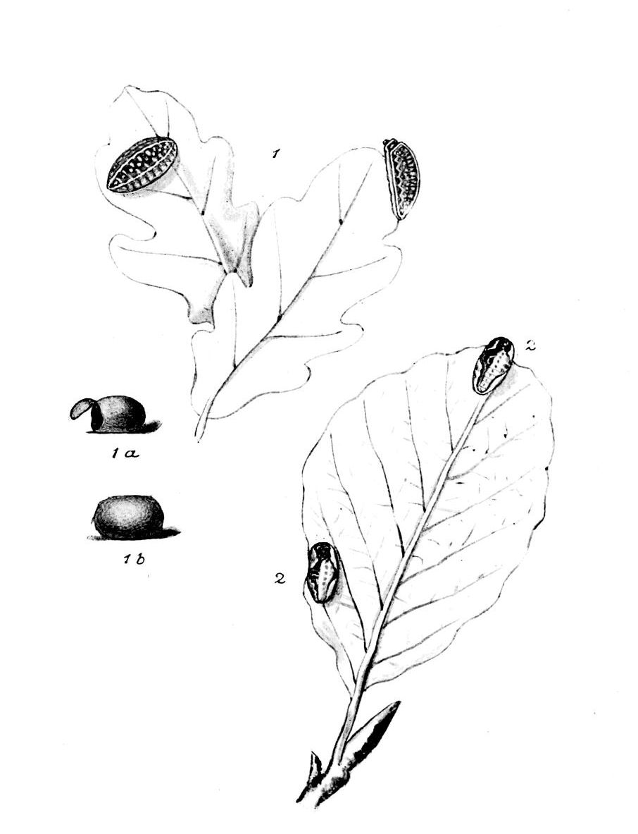 Plate 149