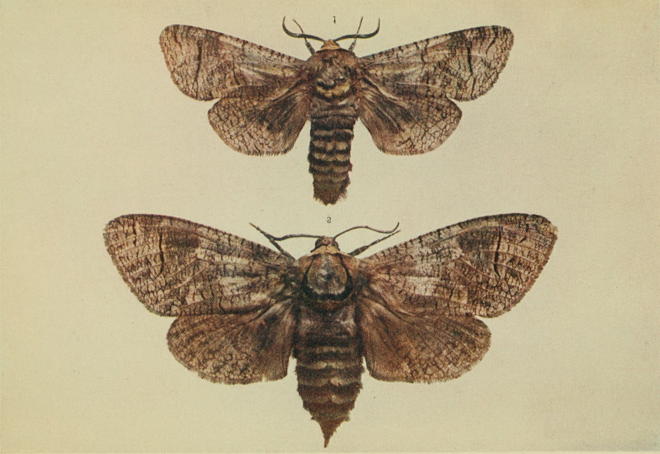 Plate 150