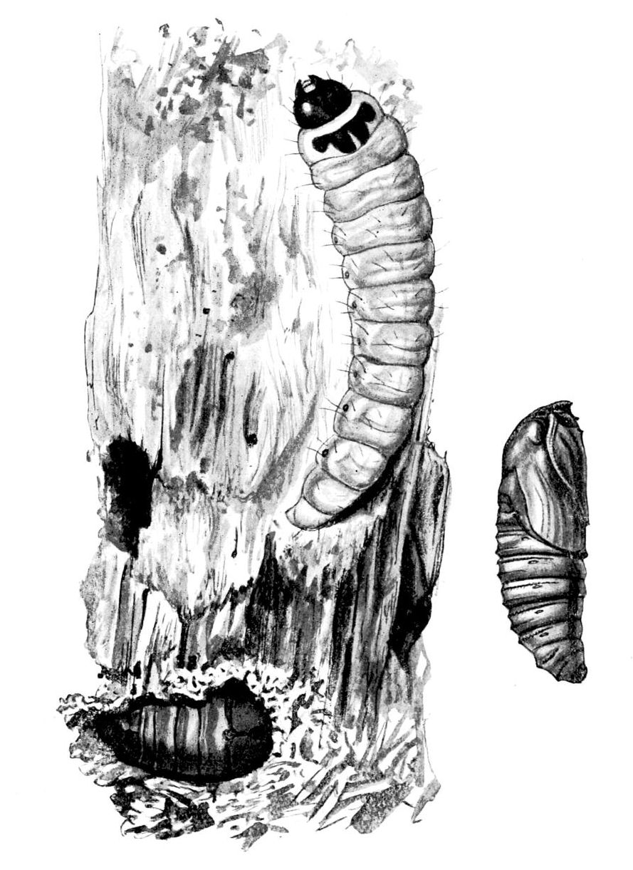 Plate 151