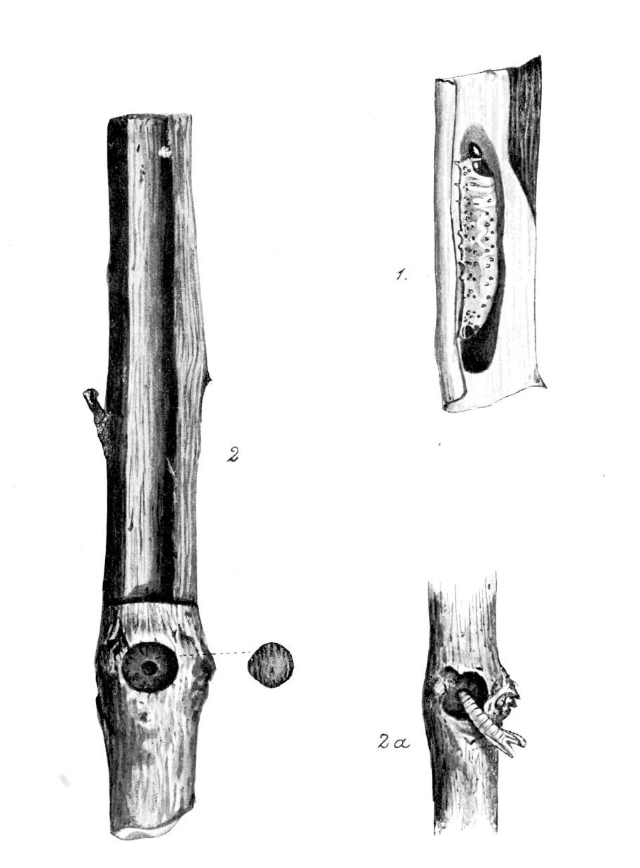 Plate 152