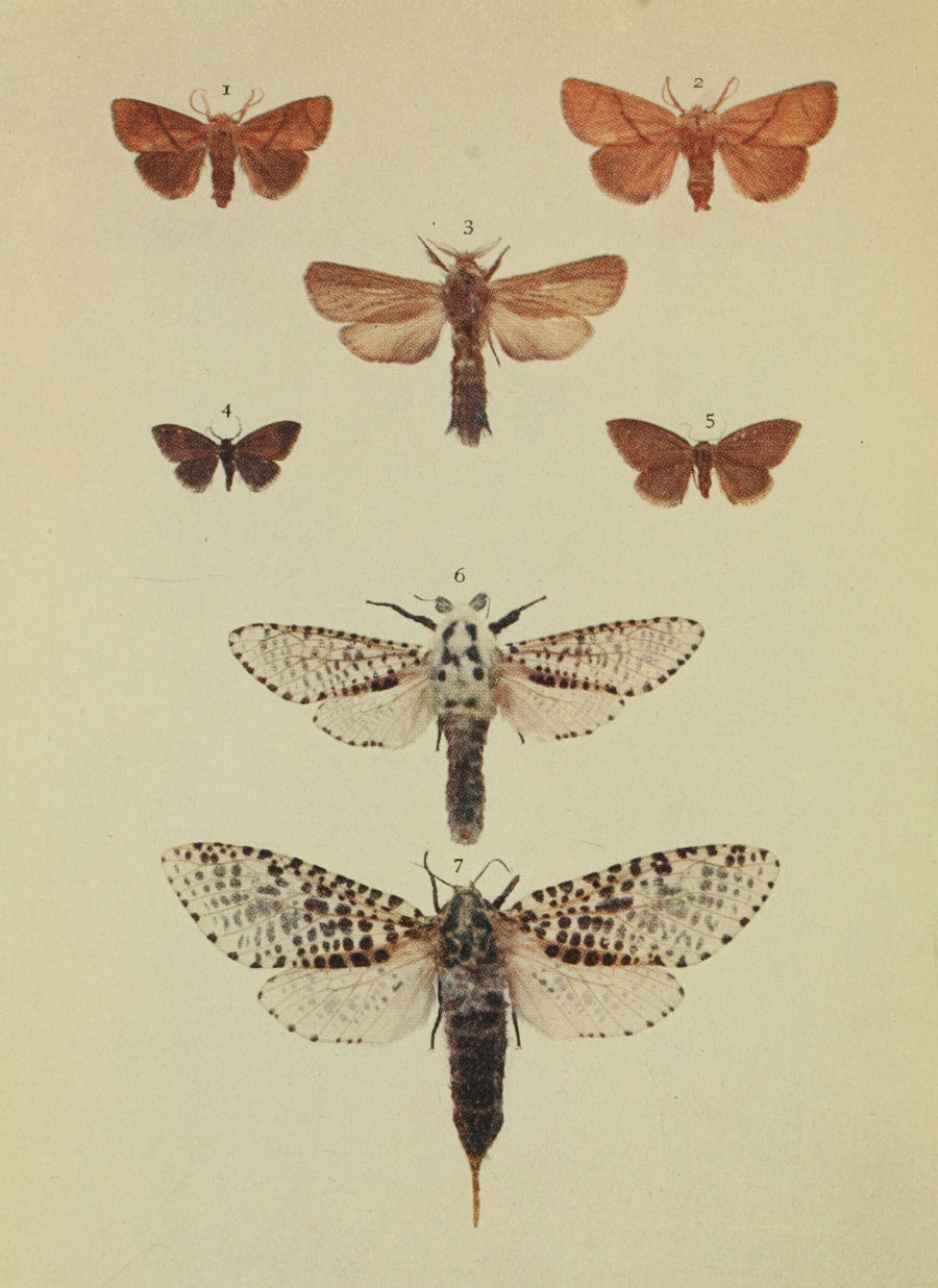 Plate 153