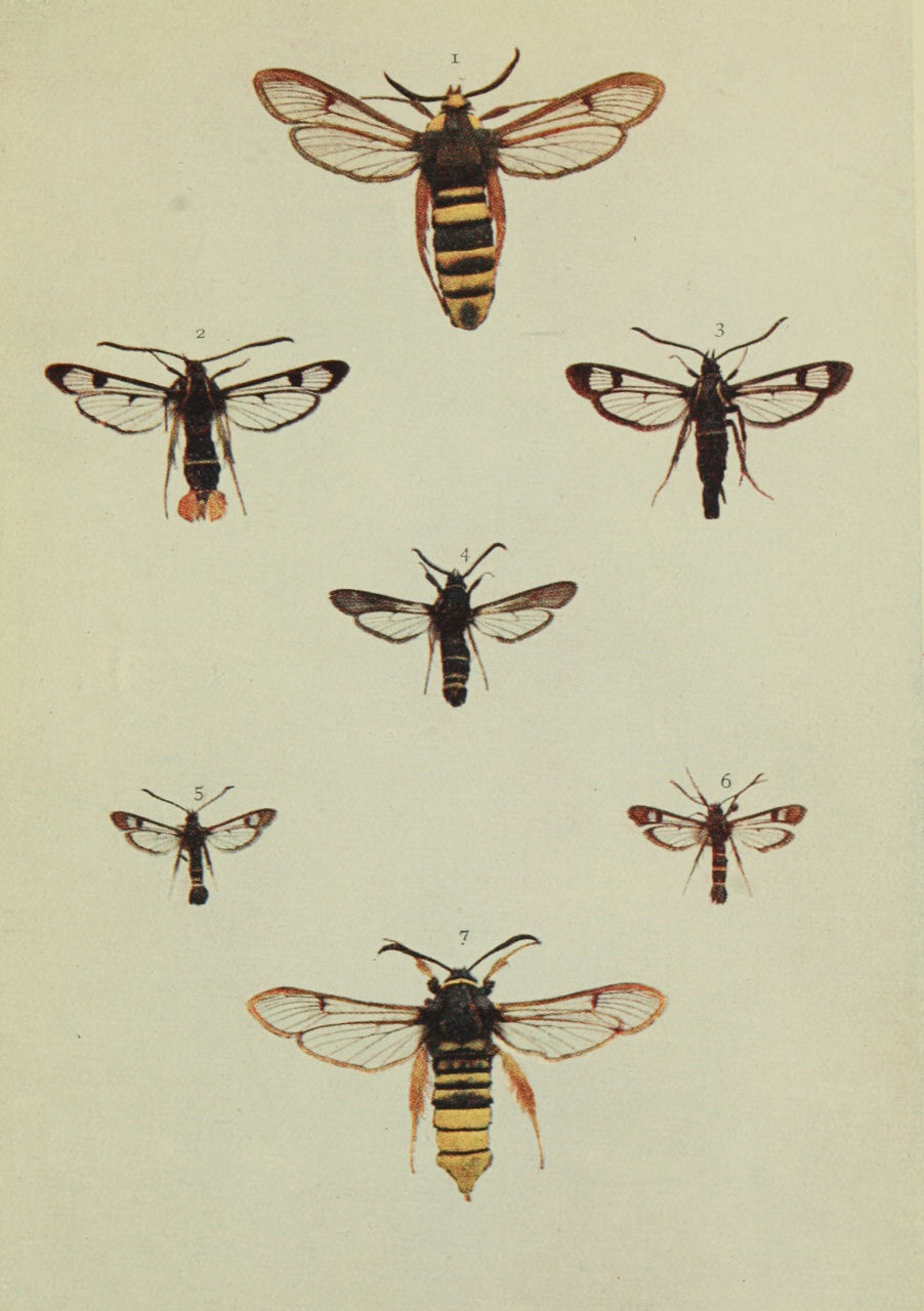 Plate 154