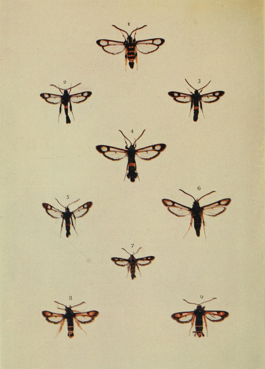 Plate 155
