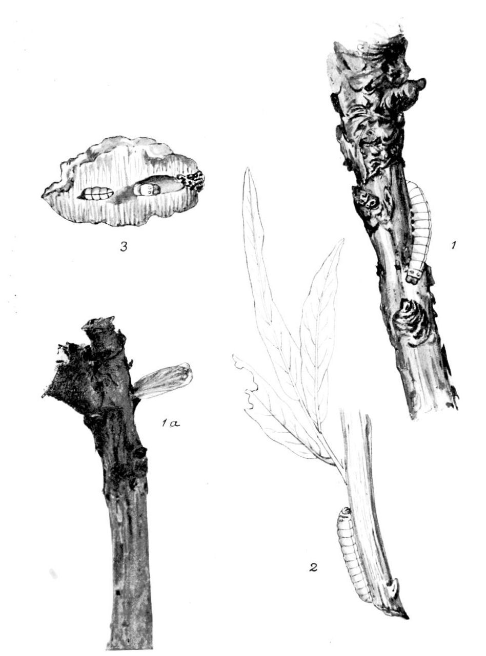 Plate 156