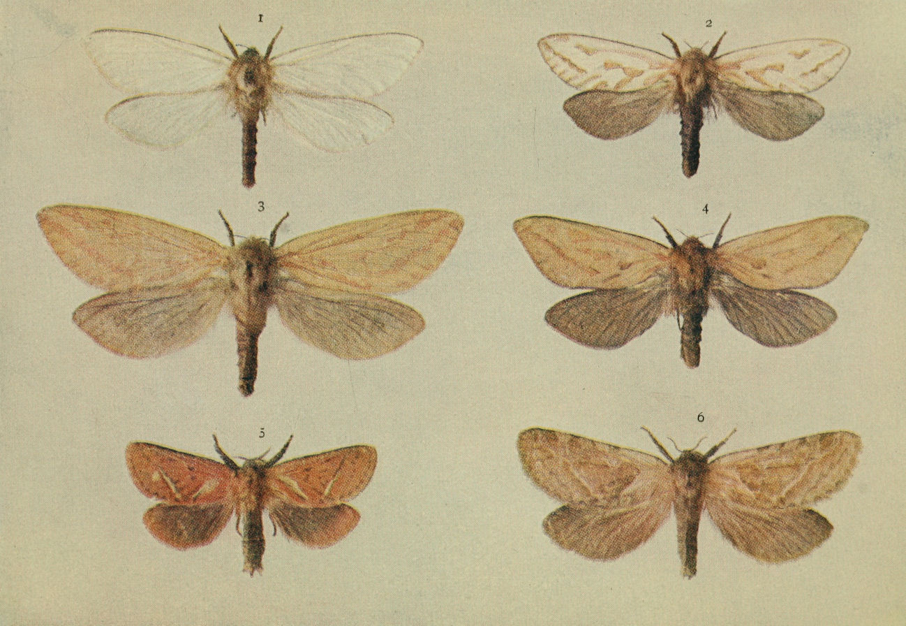 Plate 157