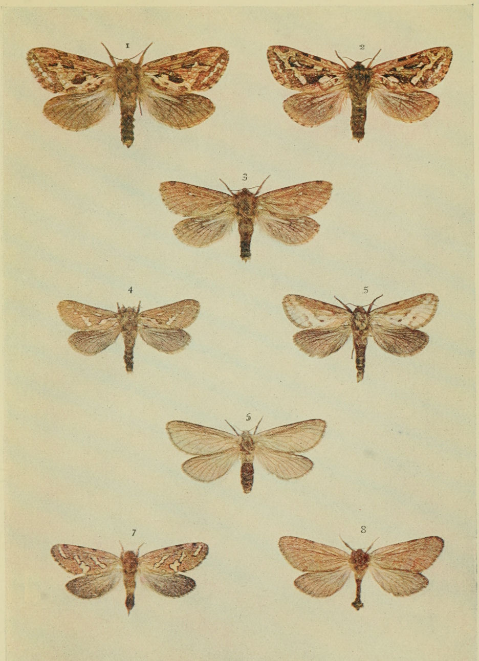 Plate 158