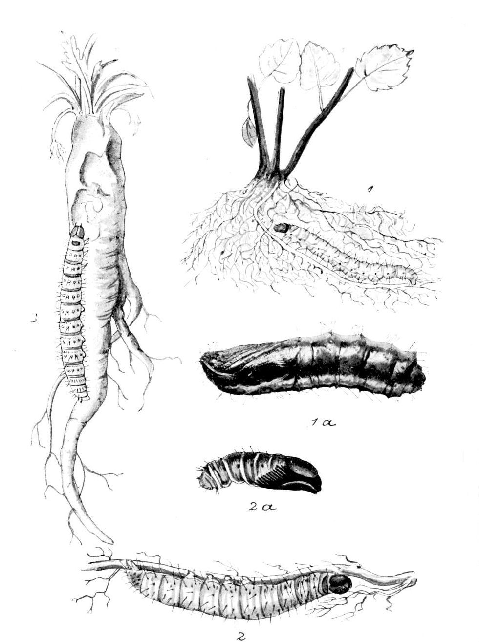 Plate 159