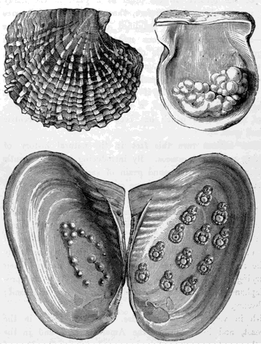 PEARL OYSTER (Meleagrina margaritifera).