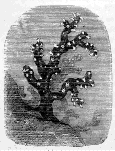 CORAL.