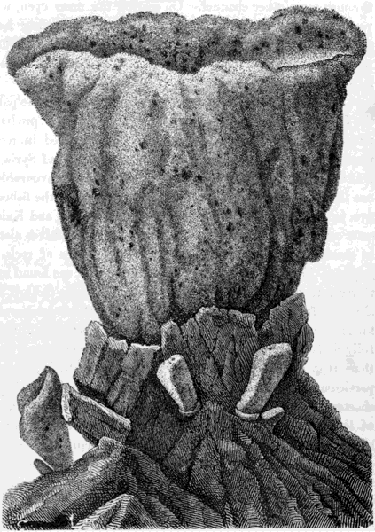 SPONGE, GROWING.