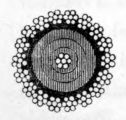 SECTION OF THE FIRST ATLANTIC CABLE.