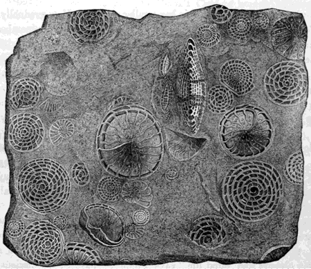 FORAMINIFERA IN A PIECE OF ROCK.