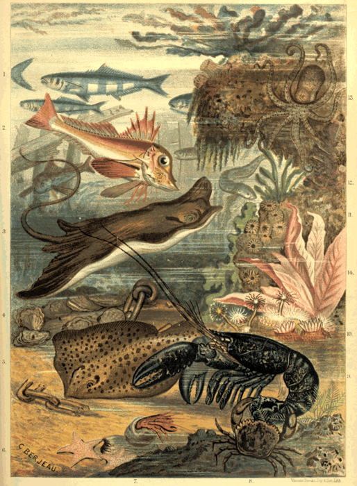 INHABITANTS OF THE BRITISH SEAS.