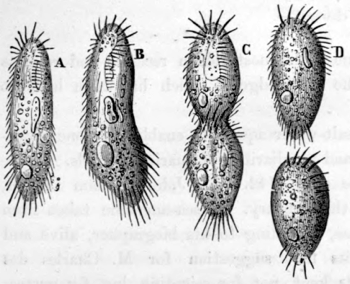 PROPAGATION OF AN INFUSORIAN BY SPONTANEOUS DIVISION.