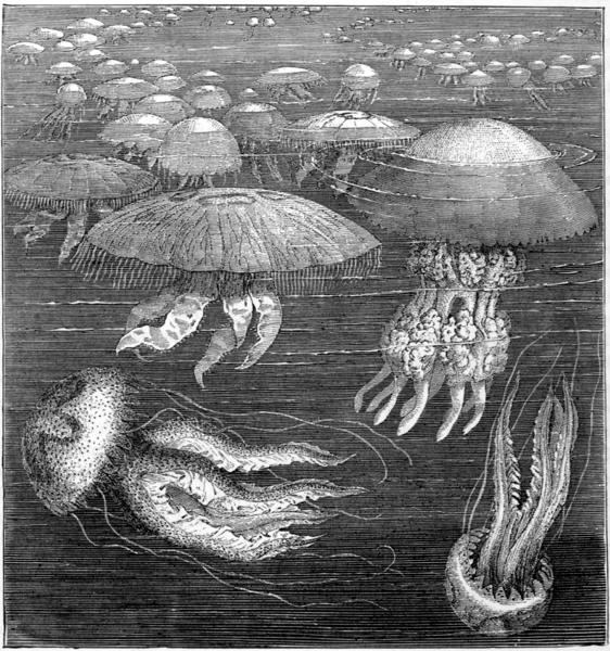MEDUSÆ.