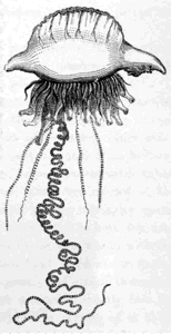 PHYSALIA ANTARCTICA.