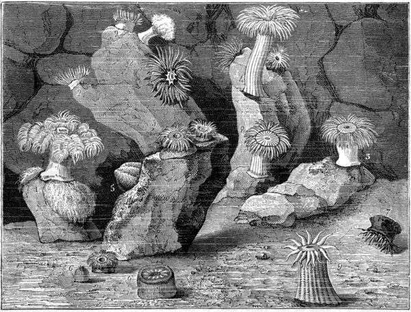 SEA-ANEMONES.
