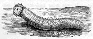 SEA-CUCUMBER (Holothuria tubulosa).