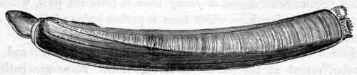 THE RAZOR FISH (Solen ensis).