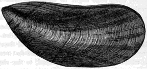 THE MUSSEL (Mytilus edulis).