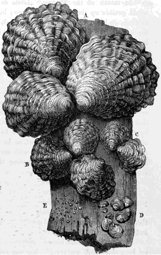 OYSTERS (Ostrea edulis).