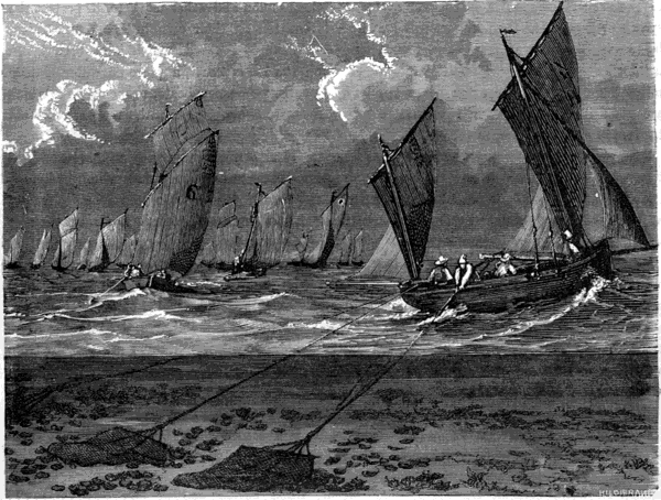 DREDGING FOR OYSTERS.