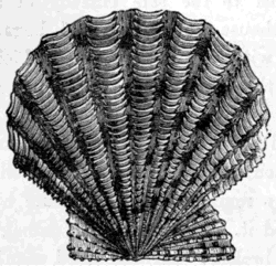 THE SCALLOP (Pecten).