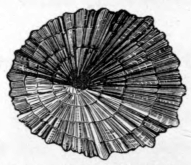 THE LIMPET (Patella).